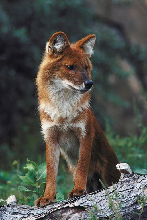 Rotfuchs