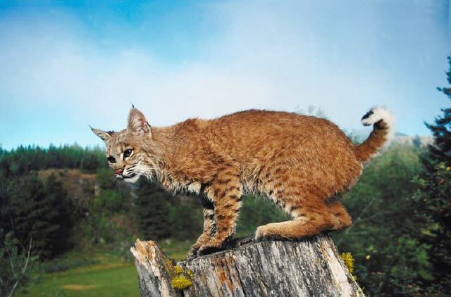 Luchs
