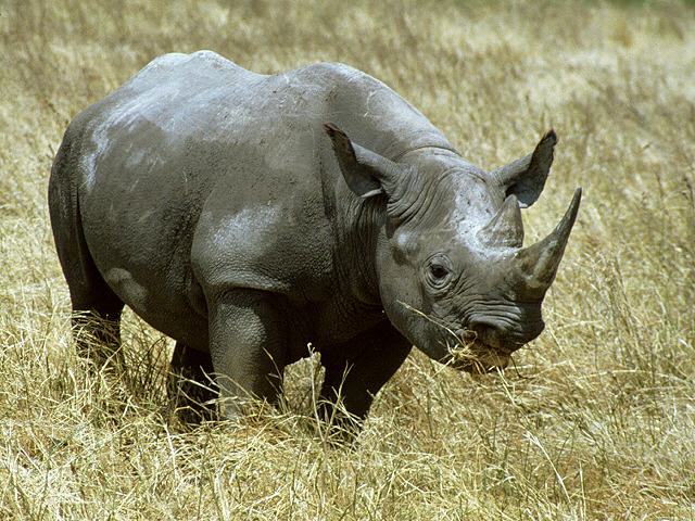 Nashorn in der Savanne